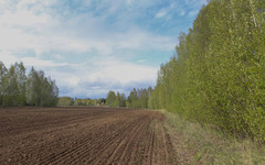 В Кировской области оценили влияние майских заморозков на урожай
