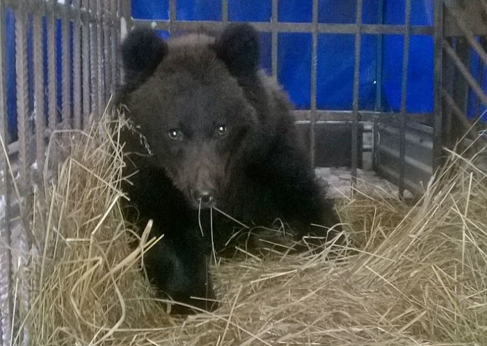 В Кировской области выпустили на волю спасённого медвежонка (фото)