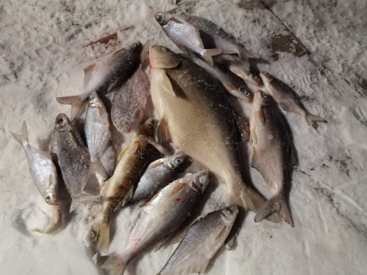 Рыбаки недовольны, но улов есть. Еженедельный отчёт с кировских водоёмов