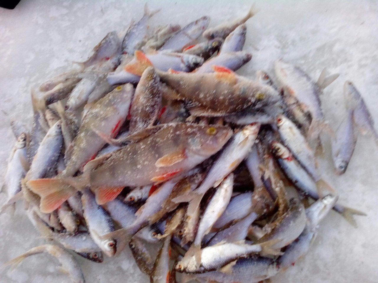 Капризная рыба, или глухозимье продолжается. Еженедельный отчёт с рыбалки в Кировской области