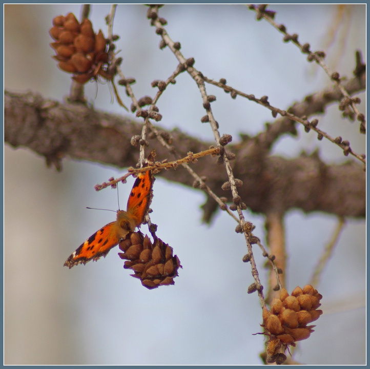 «Весеннее пробуждение». Вы уже видели бабочек?