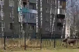 В Кирово-Чепецке лось забежал на территорию школы