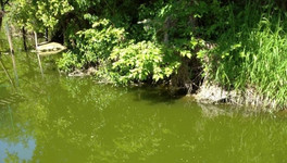 Река Чахловица снова изменила цвет и запахла навозом