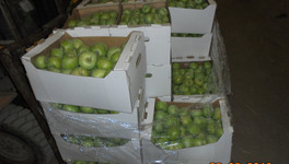 В Кирове раздавили полтонны яблок и груш