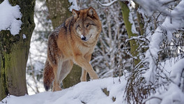 Кировский Минлесхоз назвал самые опасные районы по активности волков