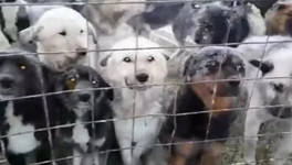 «Шесть невинных жизней»: кировские волонтёры спасут от гибели бездомных собак из Якутска