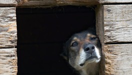 Строительство приюта для бездомных животных в Слободском могут заморозить из-за нехватки денег