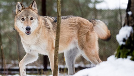 В Кировской области с начала года добыли 254 волка
