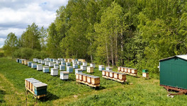Пчелиный вопрос: сколько стоит создать пасеку?