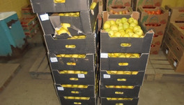 В Кирове раздавили почти тонну фруктов без документов