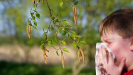Как кировчанам-аллергикам выжить во время цветения берёз?