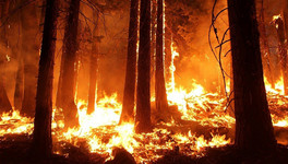 С начала года в Кировской области произошло 10 лесных пожаров