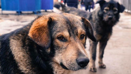 В Вятскополянском районе собака покусала ребёнка