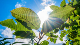 Как спасти растения от палящего солнца?