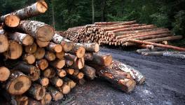 Суд крупно оштрафовал жителя Пермского края за незаконную рубку леса в Кировской области