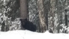 Из-за аномально тёплой зимы в Подосиновском районе проснулся медведь