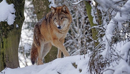 В Кировской области волки нападают на собак