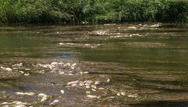 В одной из рек Немского района массово погибла рыба