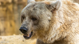 В Пижанском районе на мужчину напал медведь