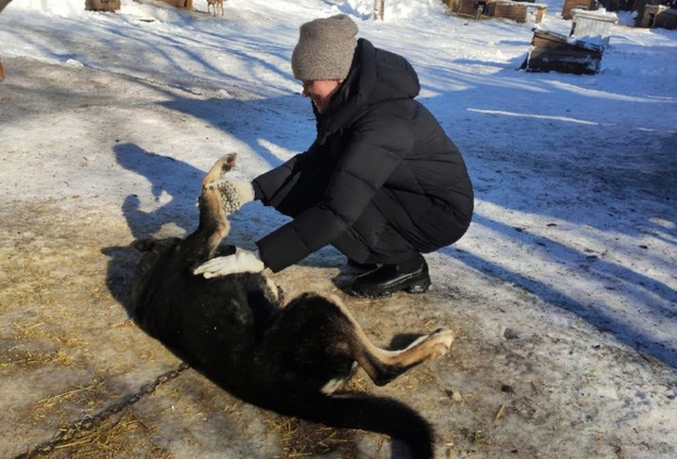 В Кирове из-за строительства школы волонтёров просят освободить участок, предназначенный для передержки собак