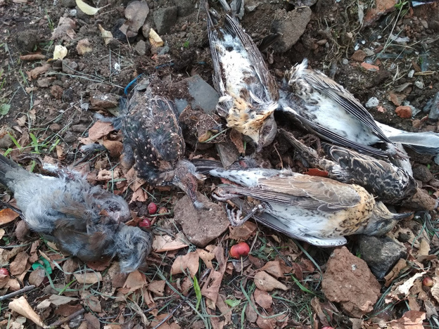 Власти назвали вероятные причины гибели птиц в Кирово-Чепецке