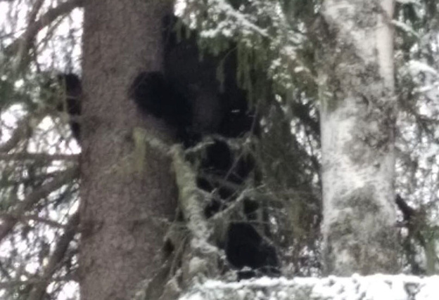 Из-за аномально тёплой зимы в Подосиновском районе проснулся медведь