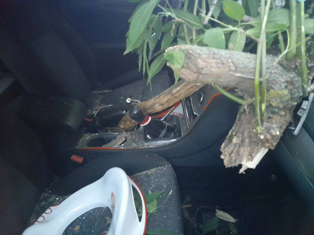 В Кирове дерево упало на пять машин, стоящих на парковке
