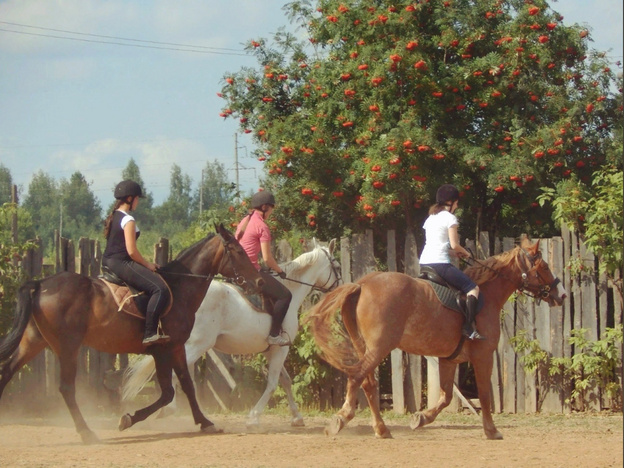 Морковь, огурцы и сахар: в Нолинске просят помочь лошадям из местной конюшни