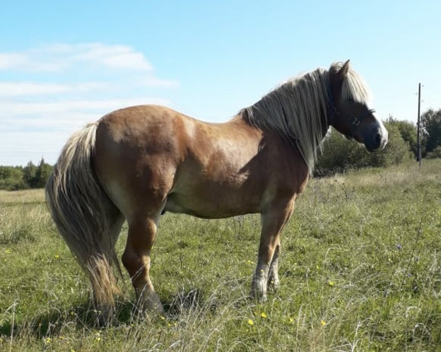 В Котельничском районе украли двух лошадей