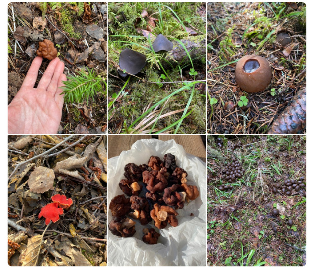 В котельничских лесах заметили краснокнижные грибы