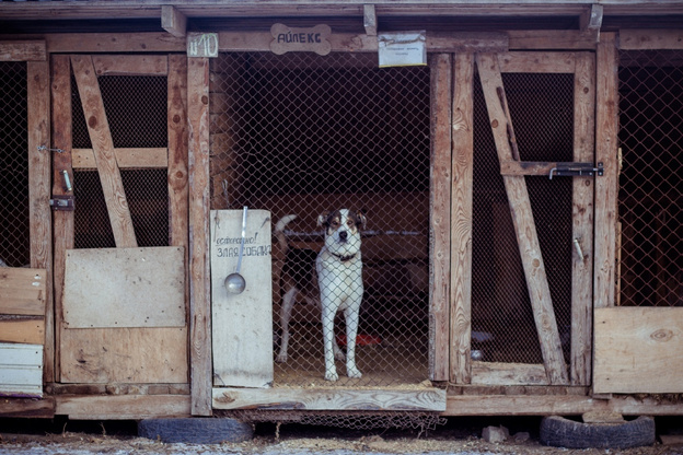 Собачья жизнь: какие законы защищают бездомных животных в Кировской области?