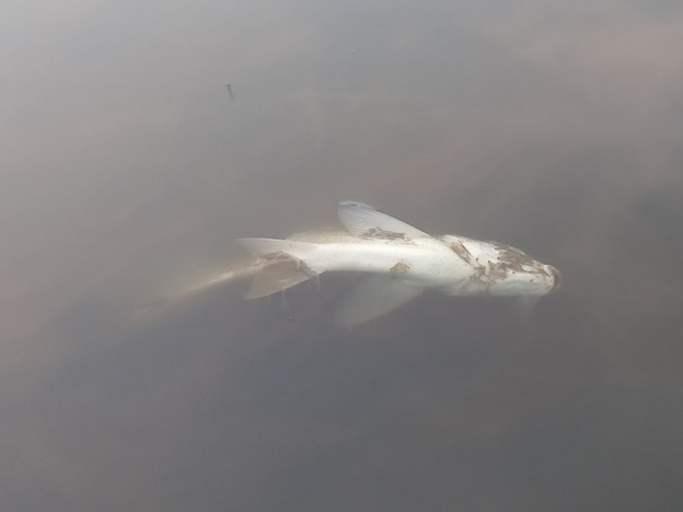 Рыба сдохла, хвост облез: как выглядит Филейский затон после сброса в него канализационных стоков