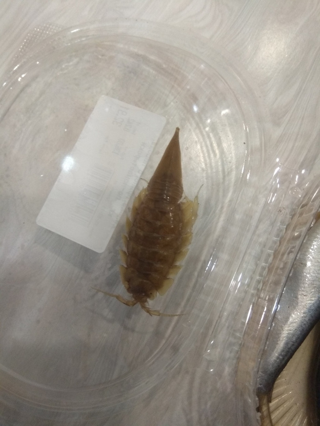 В кильке из кировского магазина нашли морского таракана