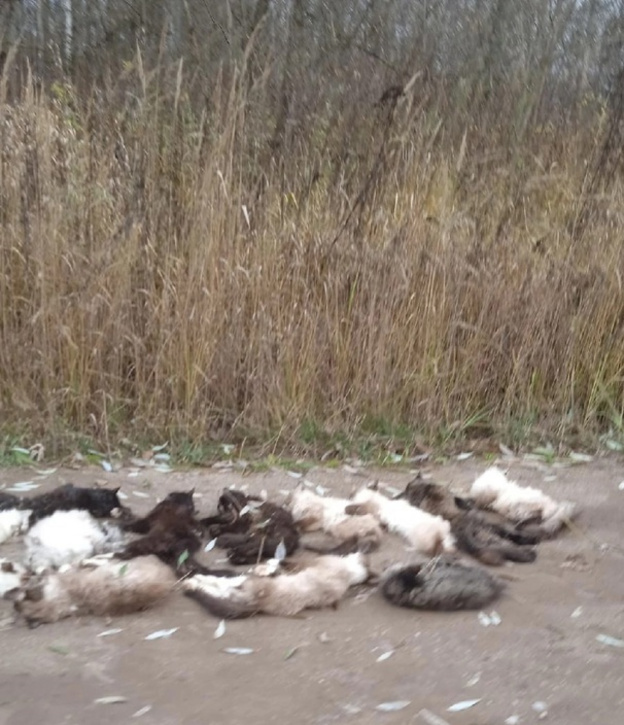 В Слободском районе рыбаки обнаружили 13 мёртвых кошек