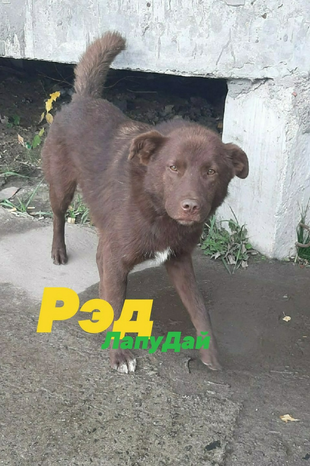 Кировчане спасли пса с капканом на морде