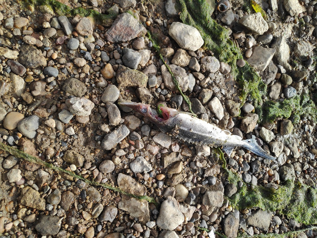 «Берег усыпан мёртвой стерлядью»: на Вятке в Вятских Полянах массово гибнет рыба