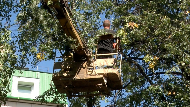 В администрации рассказали о причинах сноса деревьев на улице Пролетарской