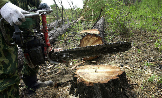Чёрный лесоруб из Юрьянского района нарубил леса на миллион рублей