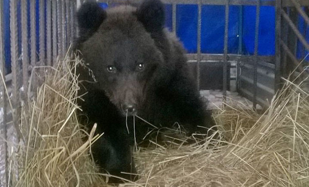 Спасённого в Опарино медвежонка могут отправить в зоопарк
