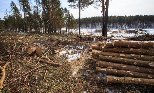 «Чёрный» лесоруб незаконно вырубил лес в Кильмезском районе