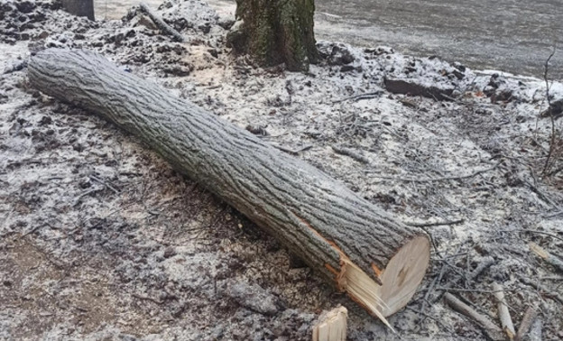 Кировчане выступили против вырубки деревьев в Александровском парке