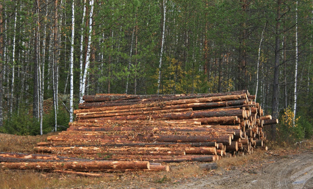В Юрьянском районе осудили местного жителя, незаконно вырубившего лес на 17 млн рублей