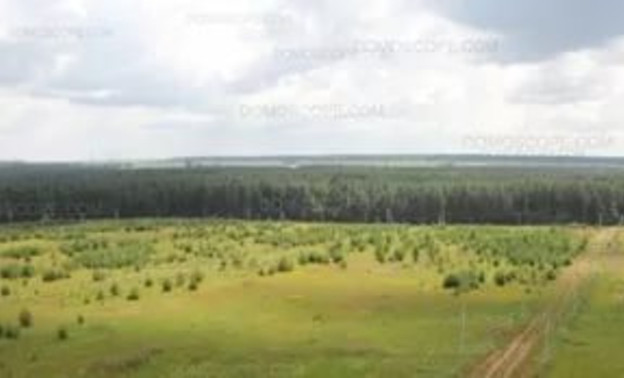 Неизвестный «срубил» более миллиона рублей в Порошинском лесу