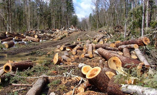 Мурашинский предприниматель незаконно вырубил лес на 4,6 миллиона рублей. Ему дали 2 года условно