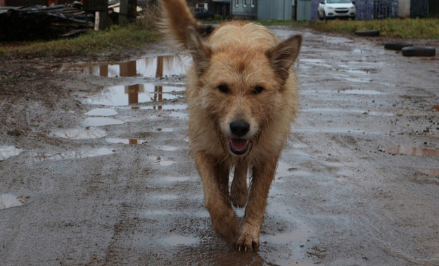 В Пижанском районе 3-летнему ребёнку заплатят компенсацию за укусы собаки