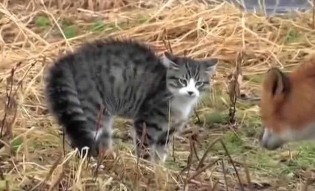 В Котельничском районе кот напал на лису, защищая хозяйку