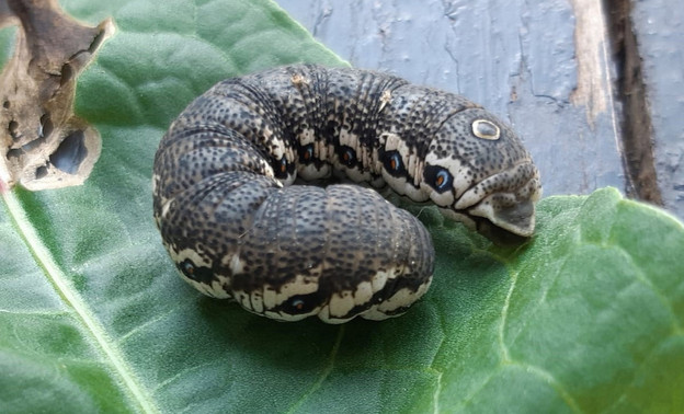В Кировской области нашли редкую гусеницу-змею