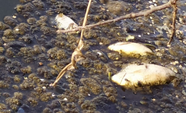В реке Лаж Лебяжского района погибла рыба