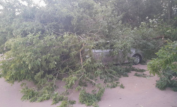 В Кирове дерево упало на пять машин, стоящих на парковке