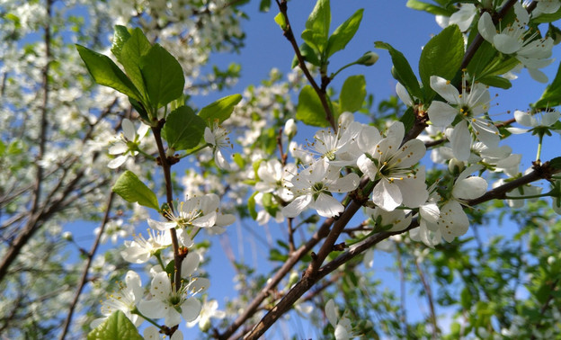 Когда в Кировскую область придёт настоящая весна?